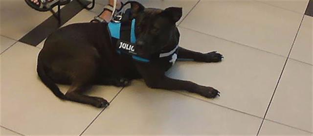 Shelter Stray Female Dog last seen WESTRIDGE DR, 19640 Dogpatch Ln, Land O' Lakes, FL 34638, USA