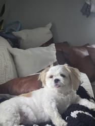 Lost Female Dog last seen Broadway by 7-11, Fair Lawn, NJ 07410