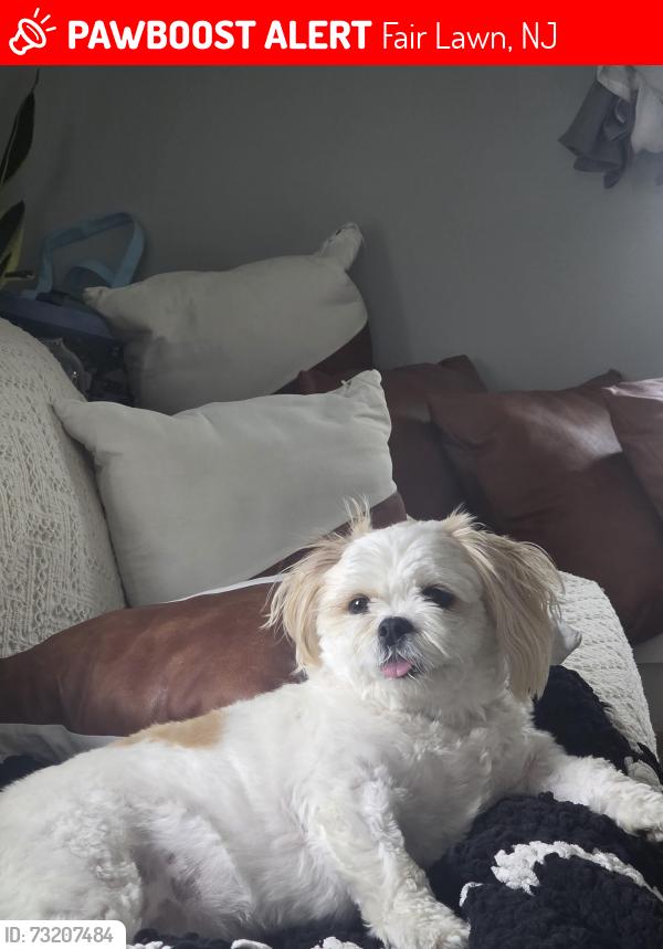Lost Female Dog last seen Broadway by 7-11, Fair Lawn, NJ 07410