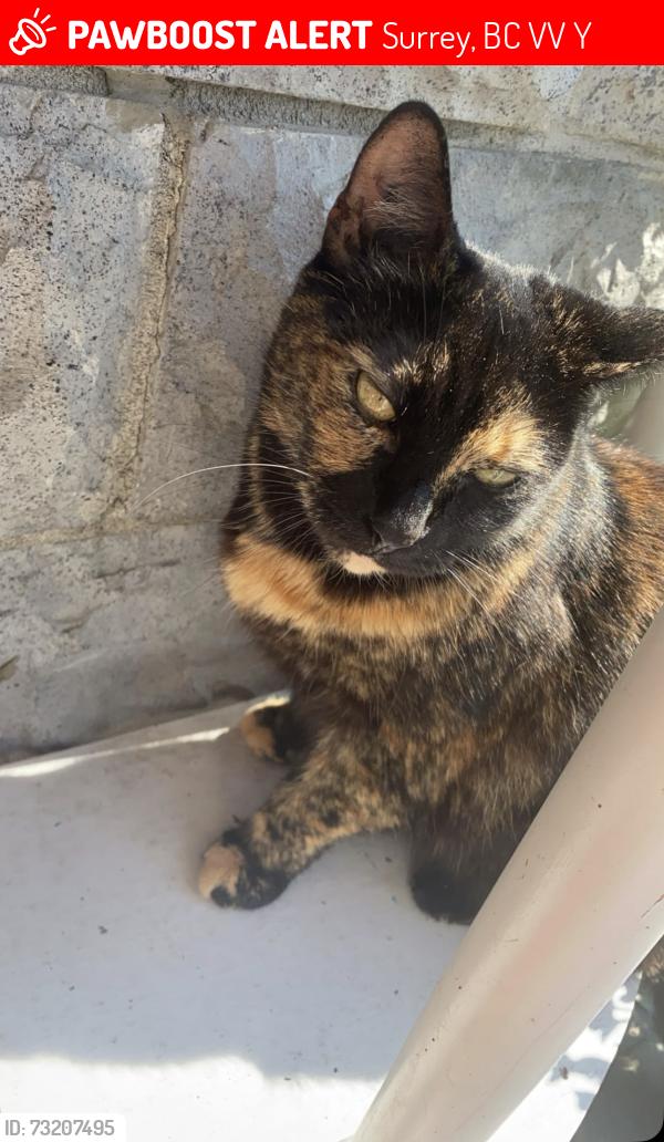 Lost Female Cat last seen Near, Surrey, BC V3V 2Y8