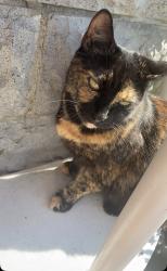 Lost Female Cat last seen Near, Surrey, BC V3V 2Y8