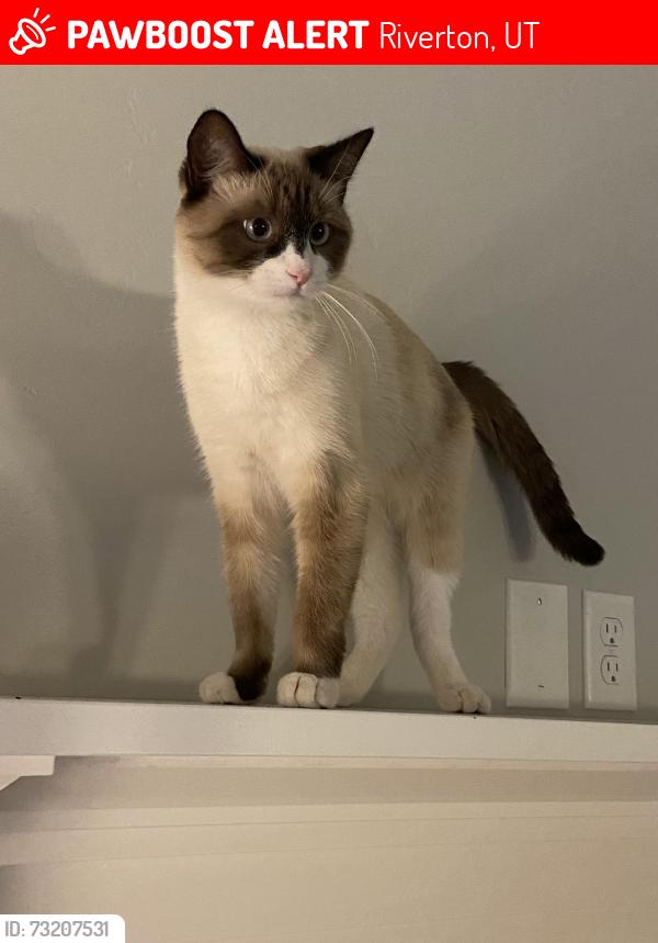 Lost Female Cat last seen SirMingo and Misty Sea, Riverton, UT 84065