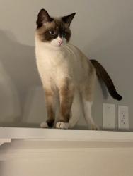 Lost Female Cat last seen SirMingo and Misty Sea, Riverton, UT 84065