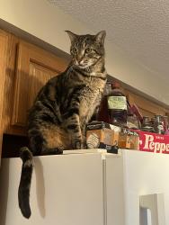 Lost Male Cat last seen Hunter Rhyne Rd, Lincolnton, NC 28092