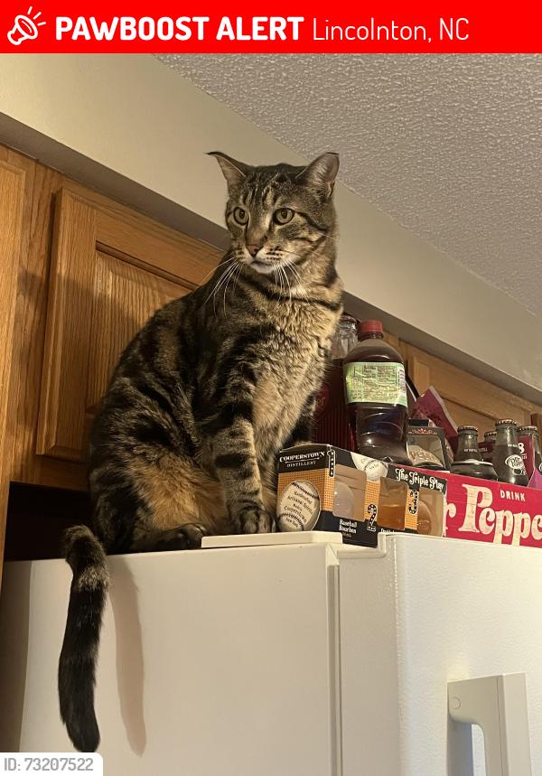Lost Male Cat last seen Hunter Rhyne Rd, Lincolnton, NC 28092