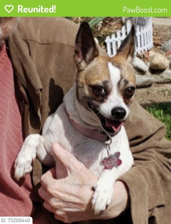 Reunited Female Dog last seen Near W. Ash & Woods Ave., Fullerton, Fullerton, CA 92832