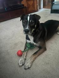 Reunited Male Dog last seen Thornton Blvd and Lake Spivey Jodeco road, Clayton County, GA 30236