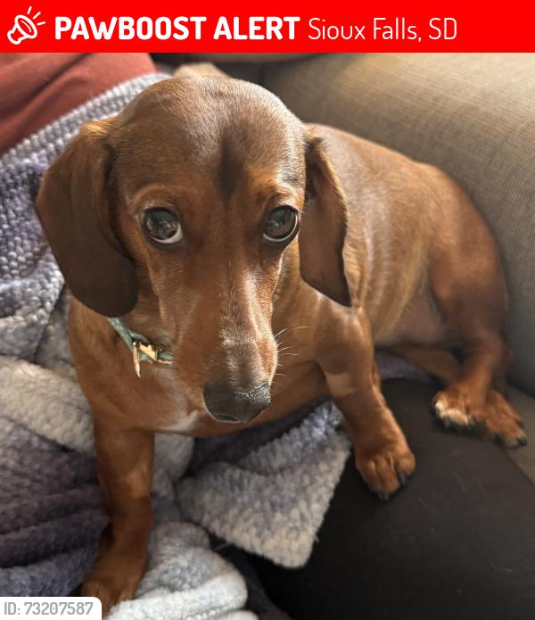 Lost Female Dog last seen Charleston Drive and N Tahoe Trail North, Sioux Falls, SD 57110