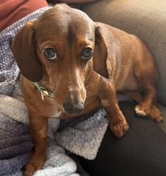 Lost Female Dog last seen Charleston Drive and N Tahoe Trail North, Sioux Falls, SD 57110
