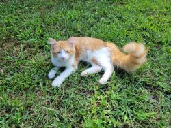 Found/Stray Unknown Cat last seen Outsiders Coffee Anderson, SC, Anderson, SC 29621