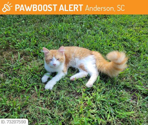 Found/Stray Unknown Cat last seen Outsiders Coffee Anderson, SC, Anderson, SC 29621