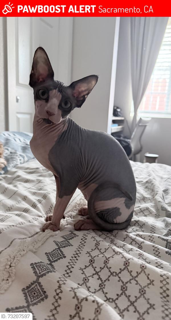 Lost Female Cat last seen Marconi, Sacramento, CA 95815