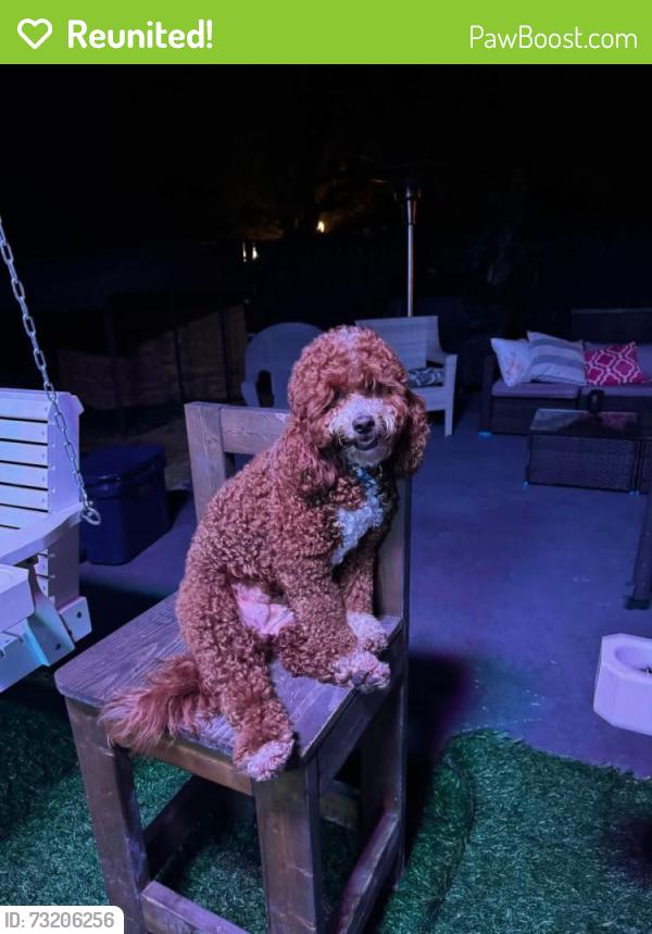 Reunited Female Dog last seen Near Outpost Dr, Corpus Christi, TX 78410, USA, Corpus Christi, TX 78410