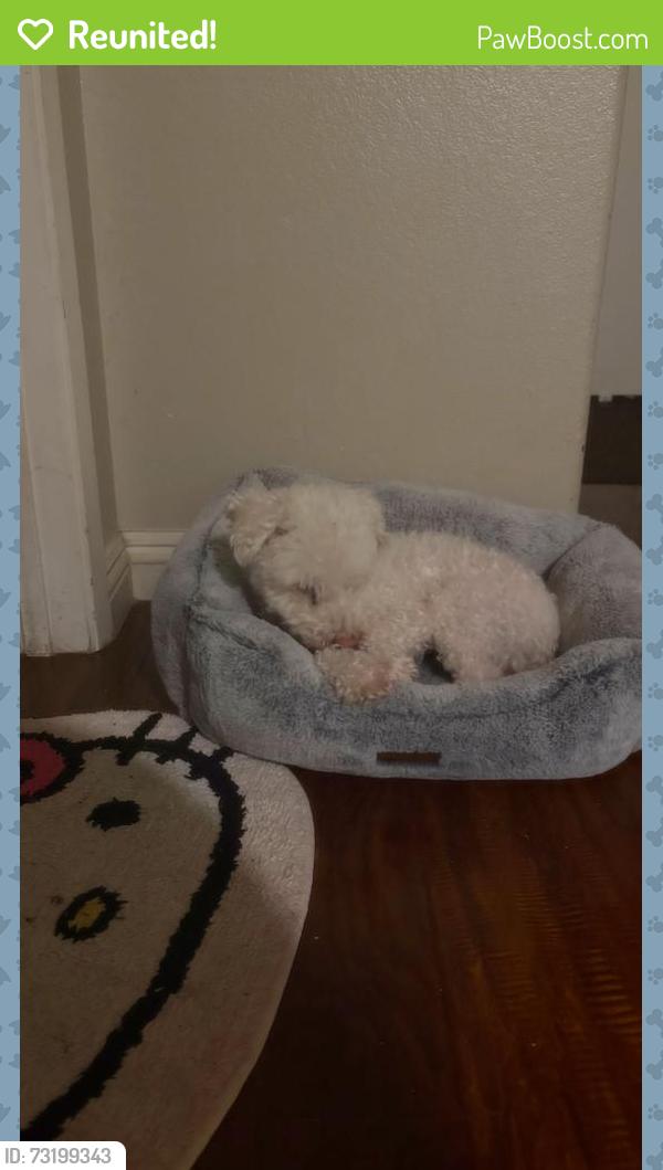 Reunited Female Dog last seen Arrowhead and cypress st Victorville ll, Victorville, CA 92395