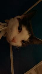 Lost Female Cat last seen Mocking bird ests, Fort Worth, TX 76120
