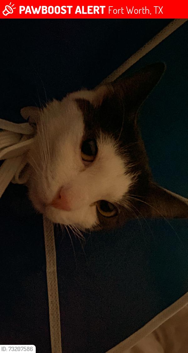 Lost Female Cat last seen Mocking bird ests, Fort Worth, TX 76120