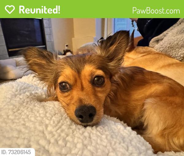 Reunited Male Dog last seen Near SE 66th Ct, Hillsboro, OR 97123, USA, Hillsboro, OR 97123