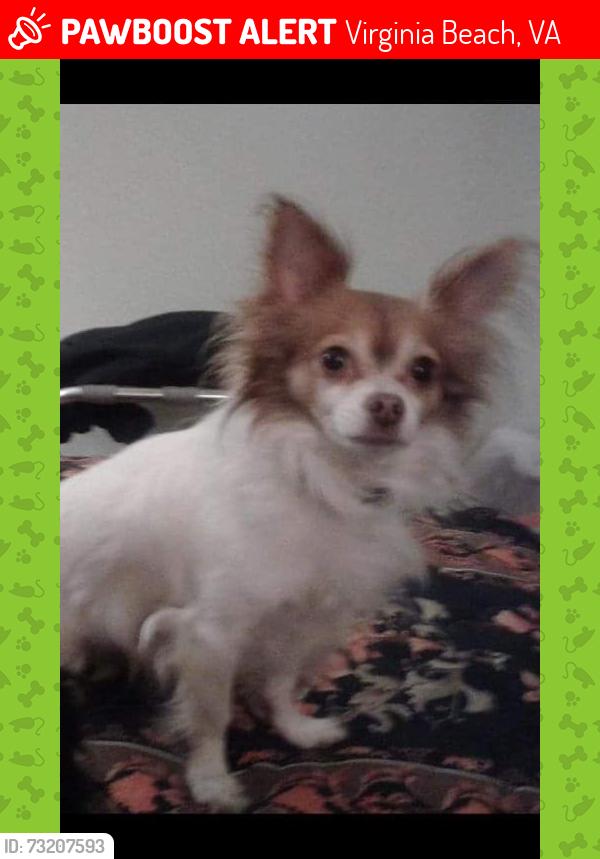 Lost Male Dog last seen Hampshire lane and Newtown road, Virginia Beach, VA 23462