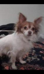 Lost Male Dog last seen Hampshire lane and Newtown road, Virginia Beach, VA 23462