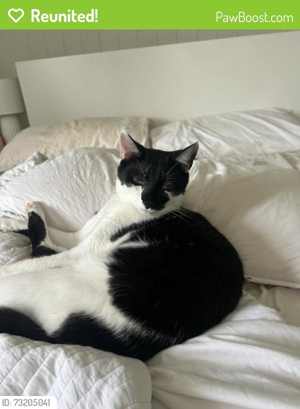 Reunited Male Cat last seen Near Skirving st Morningside, Morningside, QLD 4170
