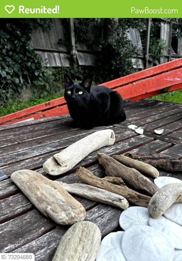 Reunited Female Cat last seen 14th Ave & Taraval St, San Francisco, CA 94116