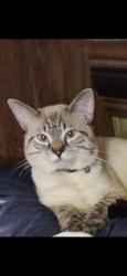 Lost Male Cat last seen Near Johnson school rd & the church near spivey mountain, Asheville, NC 28806
