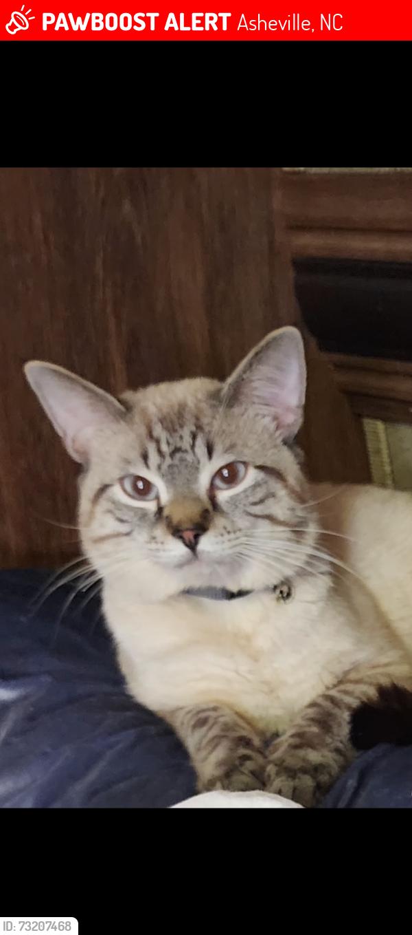 Lost Male Cat last seen Near Johnson school rd & the church near spivey mountain, Asheville, NC 28806
