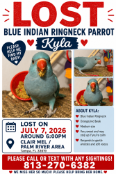 Lost Female Bird last seen 24th Ave S and Maydell St, Tampa, FL 33619