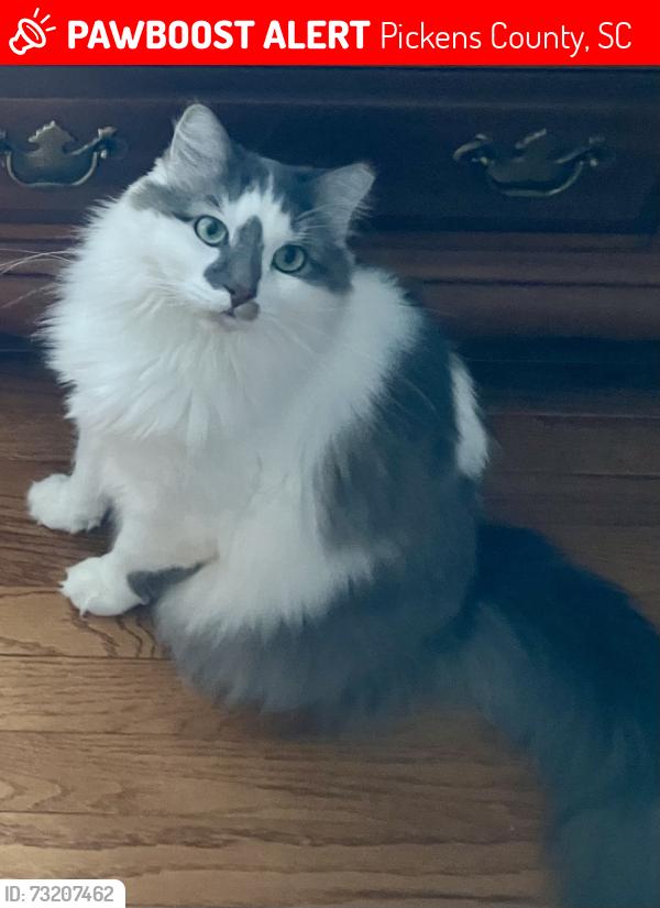 Lost Male Cat last seen Near Pumpkintown Fire Department, Pickens County, SC 29671