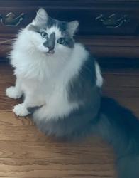 Lost Male Cat last seen Near Pumpkintown Fire Department, Pickens County, SC 29671