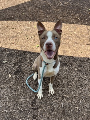 Shelter Stray Male Dog last seen Plaster Rd NE Chamblee, GA 30345, 30345, GA, 3280 Chamblee Dunwoody Rd, Chamblee, GA 30341, USA
