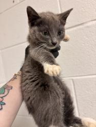 Shelter Stray Female Cat last seen Near block of Eldridge rd, City of Knoxville GP, TN, 3201 Division St, Knoxville, TN 37919, USA