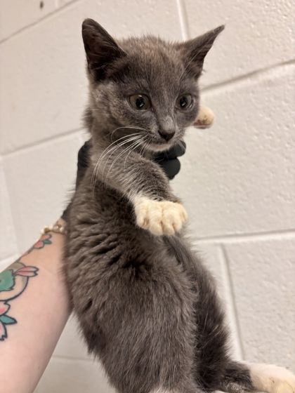 Shelter Stray Female Cat last seen Near block of Eldridge rd, City of Knoxville GP, TN, 3201 Division St, Knoxville, TN 37919, USA