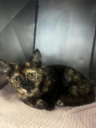 Shelter Stray Female Cat last seen Near Hammond Dr C, Dunwoody, GA 30346, 30346, GA, 3280 Chamblee Dunwoody Rd, Chamblee, GA 30341, USA