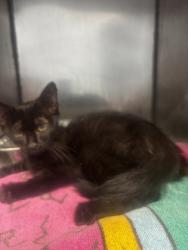 Shelter Stray Male Cat last seen Near Sawgrass Cir Lithonia, 30038, 30038, GA, 3280 Chamblee Dunwoody Rd, Chamblee, GA 30341, USA