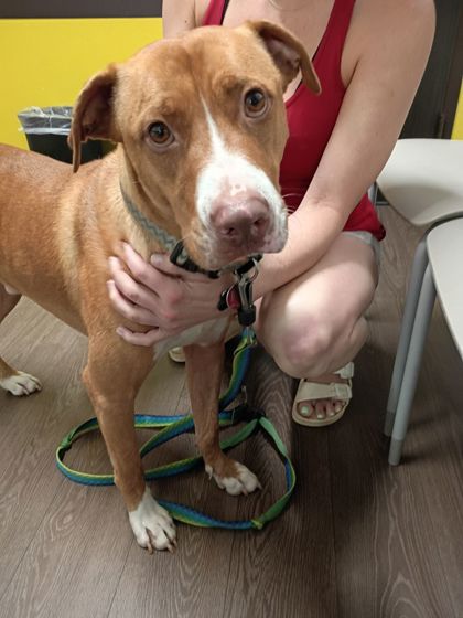 Shelter Stray Male Dog last seen Near Cherokee Ave, Atlanta, GA, 1251 Fulton Industrial Blvd NW, Atlanta, GA 30336, USA