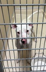 Shelter Stray Female Dog last seen Pater Ave, Fairfield Twp, OH, 1820 Princeton Rd, Hamilton, OH 45011, USA