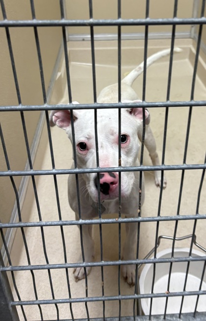 Shelter Stray Female Dog last seen Pater Ave, Fairfield Twp, OH, 1820 Princeton Rd, Hamilton, OH 45011, USA