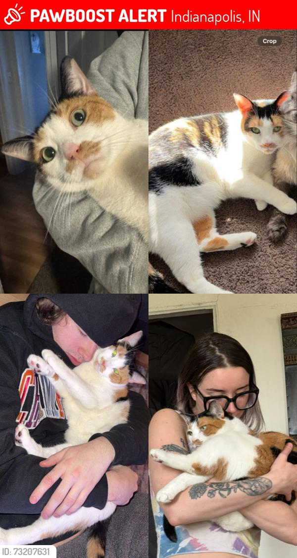 Lost Female Cat last seen sherman drive and thompson road, Indianapolis, IN 46237