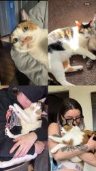 Lost Female Cat last seen sherman drive and thompson road, Indianapolis, IN 46237
