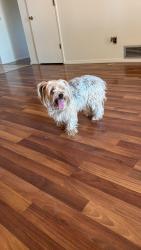 Found/Stray Female Dog last seen 22nd and golf links, Tucson, AZ 85710