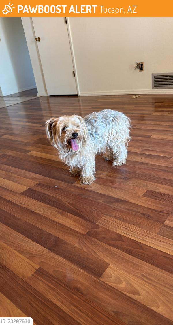 Found/Stray Female Dog last seen 22nd and golf links, Tucson, AZ 85710