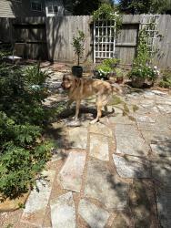 Reunited Male Dog last seen West Lake Houston Parkway and Appalachian Trail, Houston, TX 77345