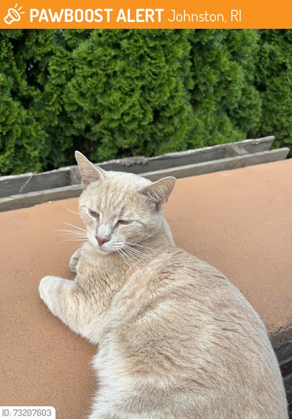 Found/Stray Male Cat last seen Leading Street, Johnston, RI 02919