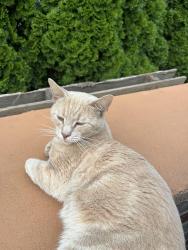 Found/Stray Male Cat last seen Leading Street, Johnston, RI 02919
