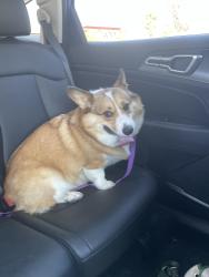 Reunited Male Dog last seen American pacific Stephanie, Henderson, NV 89074