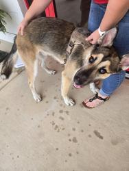 Reunited Male Dog last seen Across from Food Lion, Jacksonville, NC 28540