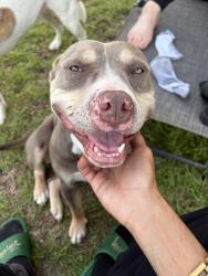 Reunited Female Dog last seen Near Pacesetter Rd last seen location, Panama City, FL 32404