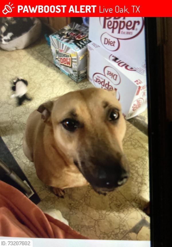 Lost Female Dog last seen Far West Drive, Live Oak, TX 78233