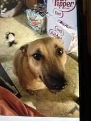 Lost Female Dog last seen Far West Drive, Live Oak, TX 78233